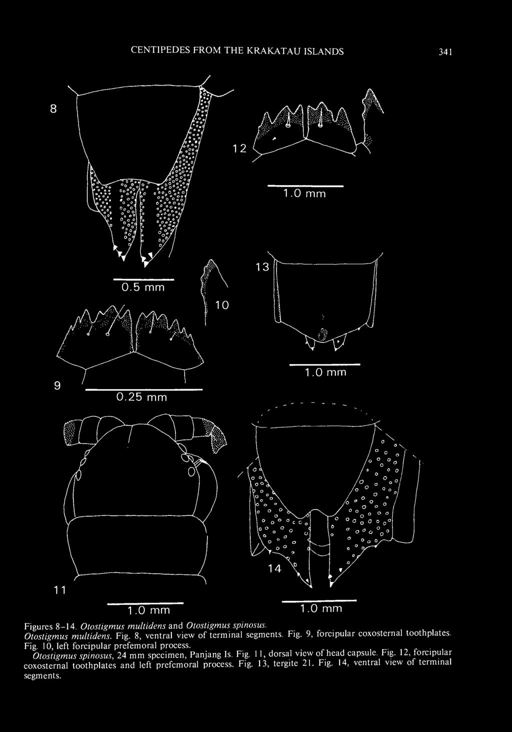 Otostigmus spinosus, 24 mm specimen, Panjang Is. Fig. i dorsal view of head capsule.