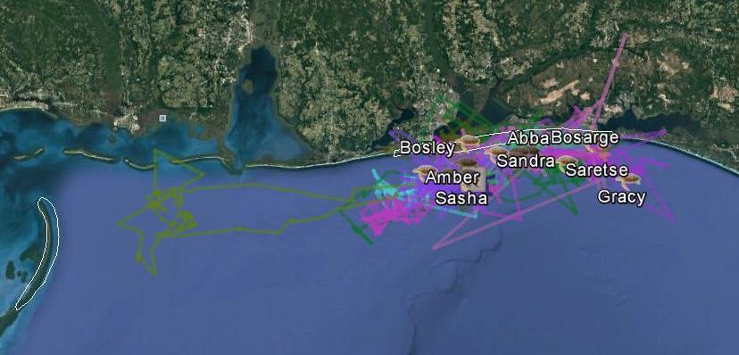 Just off Pensacola, FL, 14 individuals, all loggerheads High site-fidelity Daily transmissions of location and depth
