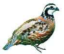 Chapter 3 HABITS REPRODUCTIVE ECOLOGY B Breeding Season During winter, bobwhites live in a covey, a group usually composed of 12 to 18 individuals.