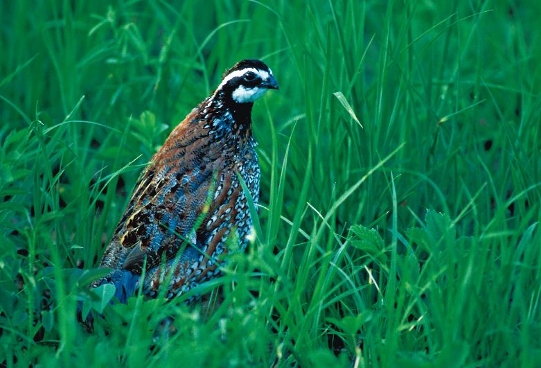 The summer home range of adult bobwhites is 30 to 40 acres. Mating Systems Bobwhites exhibit a variety of mating systems.