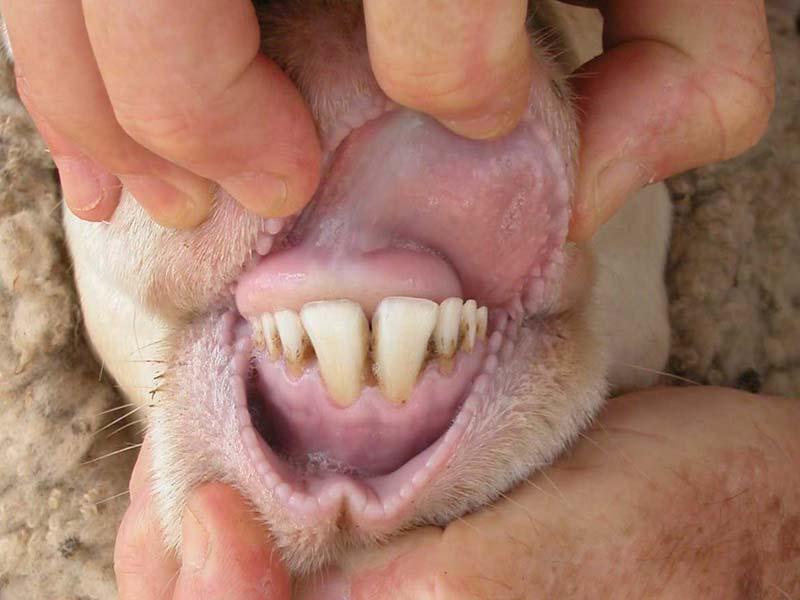 A weaner (about 4 months old), showing milk teeth with no permanent teeth yet. A hogget (about 18 months old), showing the first two permanent teeth.