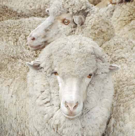 Select sheep that have an open face. Wrinkles body wrinkles are common in some breeds of sheep, particularly in the Merino.