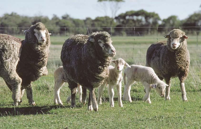 Prolonged yarding, shedding, fast droving or other stresses should be avoided close to lambing as these activities can cause pregnancy toxaemia, hypocalcaemia and general lambing difficulties.