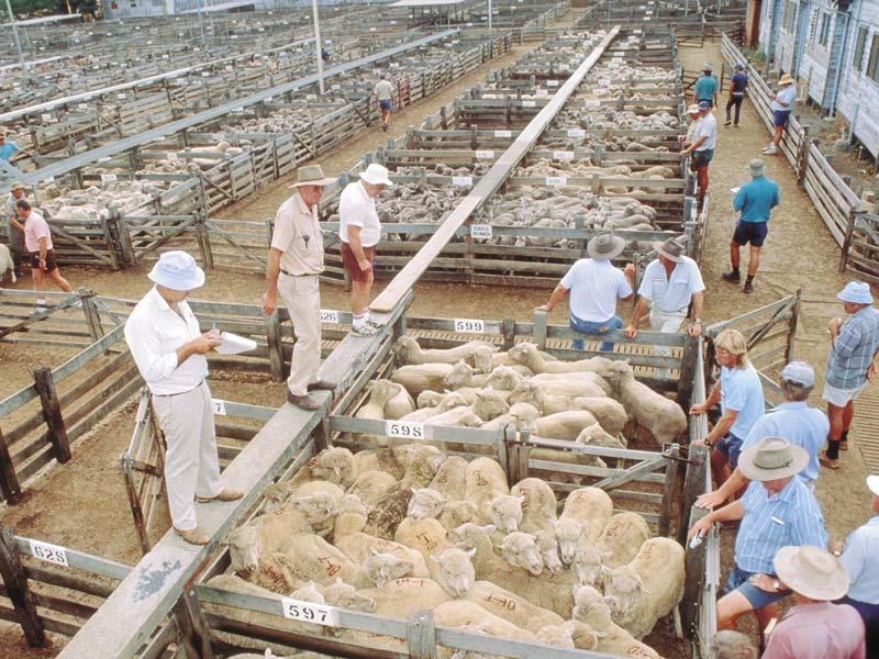 Selling sheep Sheep can be offered for sale by auction and either you or a stock agent can organise a sale to another person or company. Lambs can also be consigned direct to abattoirs.