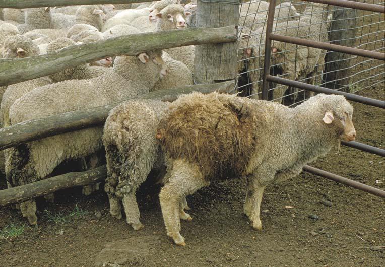 Drench guns should be checked regularly to ensure they deliver the correct dose. During treatment the drench gun should be placed over the sheep s tongue rather than in the front of the mouth.