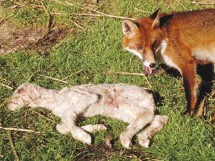 Animals that cause damage to sheep include foxes and dogs. The best option is to control foxes before they become a problem.