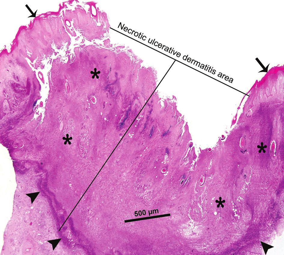 At necropsy, a necrotic-ulcerative dermatitis area was observed on the interdigital skin. The nails were undergoing deformation (Figure 1).