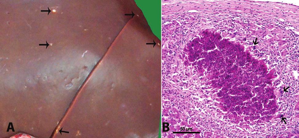In the heart, examination identified degenerative-necrotic changes in myocardial cells, as well as a metastatic valvular endocarditis table characterized by leukocyte infiltration diffused in the