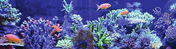 Instructions for a simple and effective way to use the Fauna Marin Zeo-Light System In a few steps you can work your way to having a fantastic aquarium with healthy corals and vibrant colors.