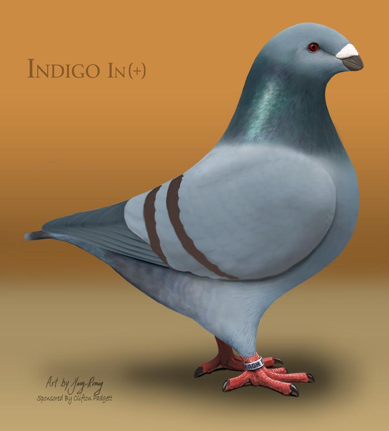 4. INDIGO BARS & CHECKS All intense phase Indigo bars, open check and T-patterns on wing shield. Ideal barred birds in this class should have a clear wing shield but may exhibit smuttiness.