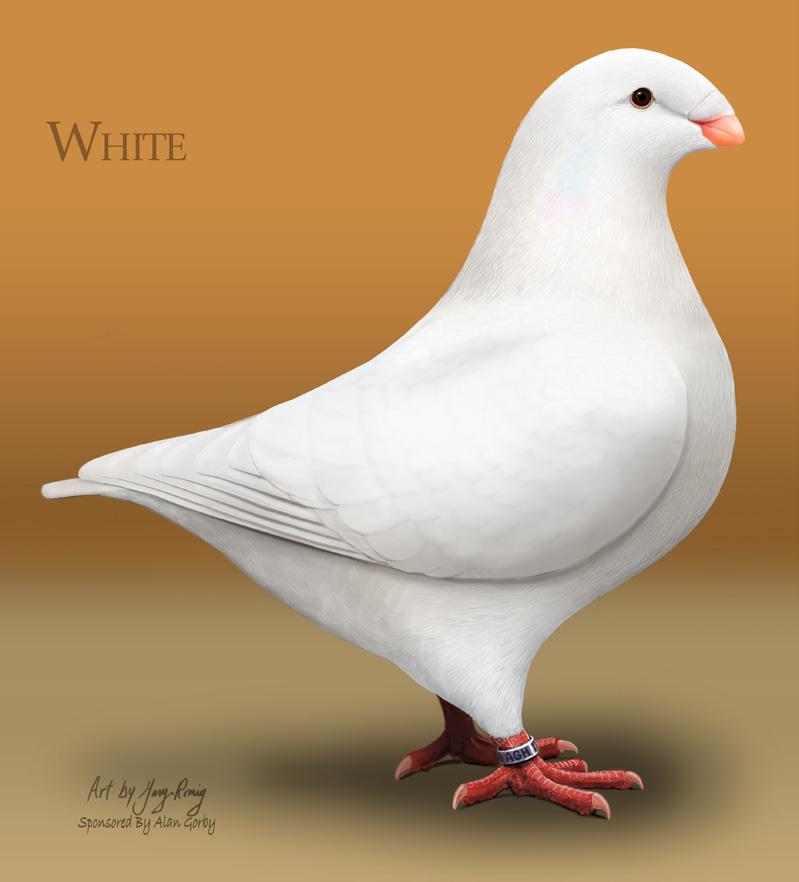 Sponsored by Marion Dragan. 14. WHITE Pure white throughout, with white toenails and clear white (fleshcolored) beak. Sponsored by Alan Gorby.