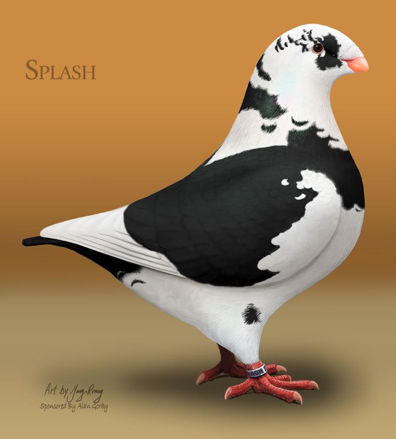 PIED/SPLASH Ideal would be a 50/50 mix of ground color ( any ground color is acceptable) and pure white plumage in no particular pattern, with up