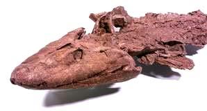 TITAALIK Since this book went to press, a new fossil, Tiktaalik was discovered.