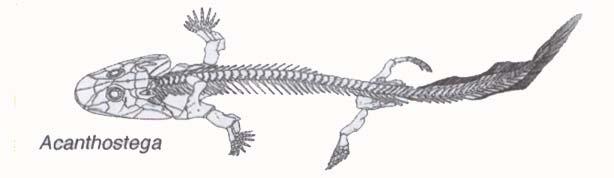 ACANTHOSTEGA Upper Devonian (Frasnian) The most basal tetrapod considered here.