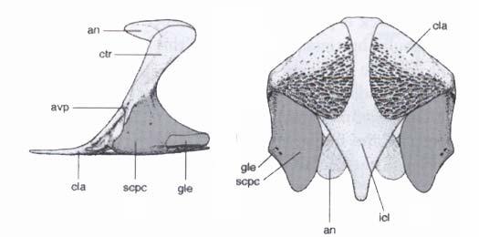 Pectoral girdle in Acanthostega has significantly enlarged scapuocoracoid component, almost as large as dermal component.