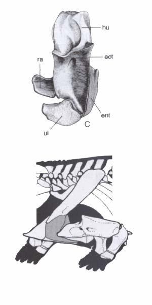 Humerus in Ichthyostega is a more robust element than in Acanthostega. Radius and ulna subequal in length.