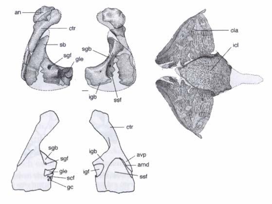 Expanded dermal clavicles in Tulerpeton meet in midline. Much more like slightly more derived tetrapods like colosteids.