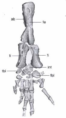 Hindlimb in Tulerpeton has a femur with well developed neck, distinct intertrochanteric fossa, and robust adductor blade.