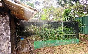 Consequently, two single-sex groups of males and females were created and they are now housed in big aviaries were they can get access to outside, enjoying sun and small rain.