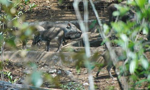 Pig Research The 3-month research on the exploring behaviour of our captive Javan Warty Pigs, performed by a BSc student, finished in July 2015.