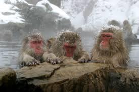 However, in central Japan, snow monkeys can