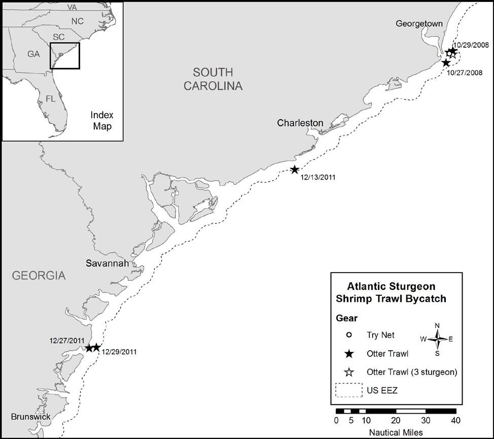 Figure 7. Locations and dates of captures in state waters of nine Atlantic sturgeon by three shrimp trawlers in the South Atlantic based on observer reports.