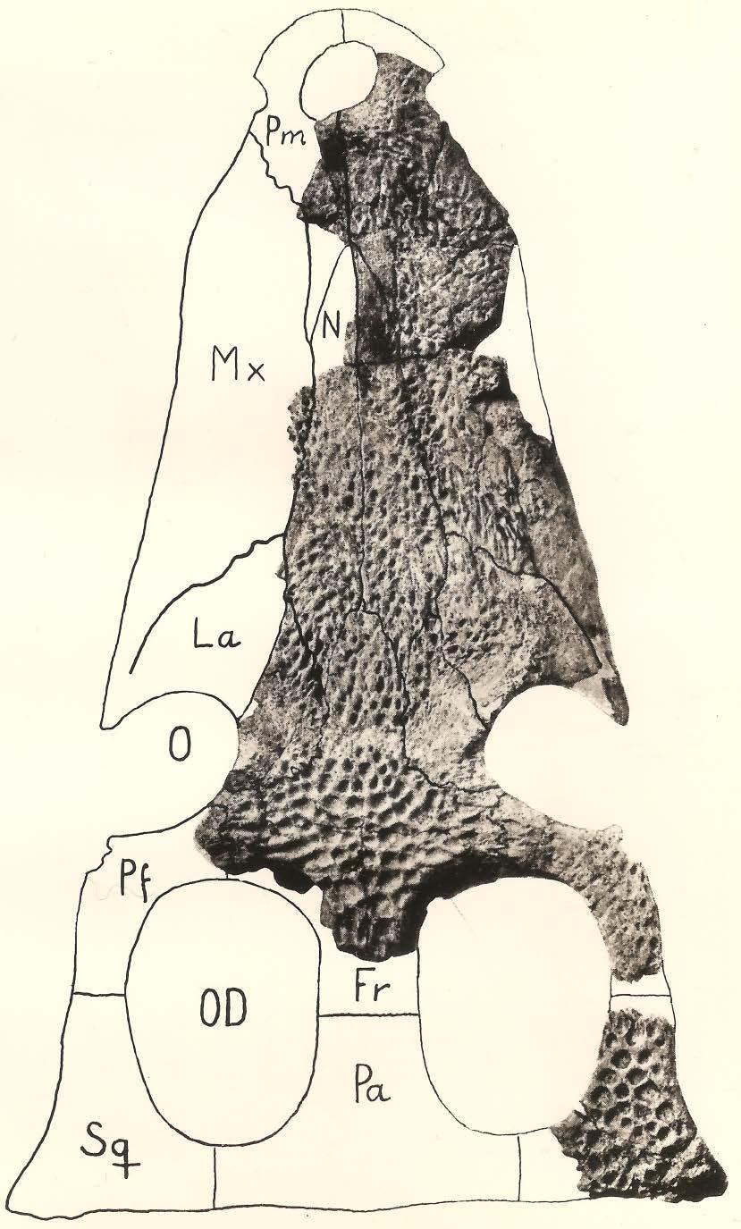 Figure 4. PMU.R 232 Denazinosuchus kirtlandicus holotype.