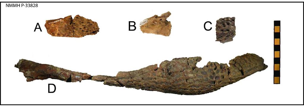 26 Rostral Figure 5.New material referred to Denazinosuchus kirtlandicus. (A) partial right nasal, dorsal aspect.