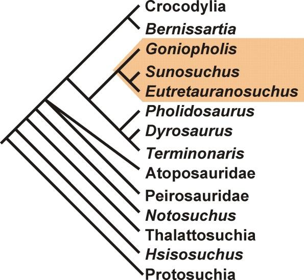 , 2002) (B) monophyletic, closer to pholidosaurs (modified from Sereno et
