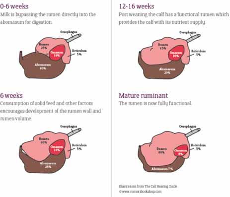 Transition of the calf from monogastric to ruminant.