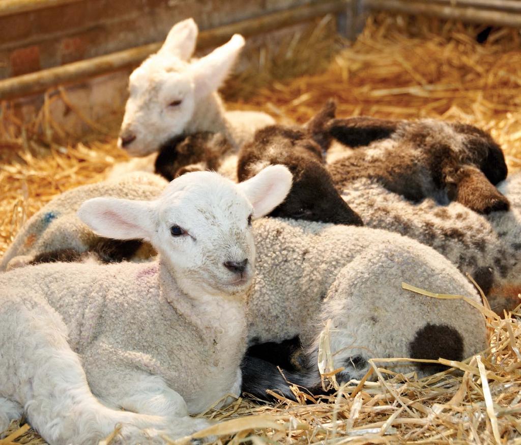 Lambing Products Helping