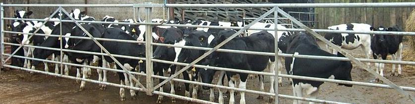 Successful heifer rearing to increase herd profits Rearing heifers represents about 20% of dairy farm expenses Minimal morbidity & mortality Optimal growth rate Excellent fertility