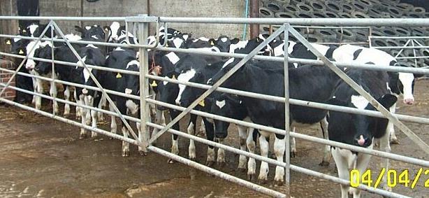 The ideal heifer rearing system Reduce mortality Monitor growth First
