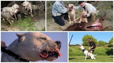 The Dogo Argentino is a breed which originated in Argentina. It was developed mainly for the purpose of biggame hunting, including Wild Boar.