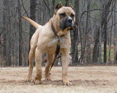 The Brazilian Mastiff is a working breed of dog which originated in Brazil. This breed is known for its aggressiveness and unforgiving temperament.