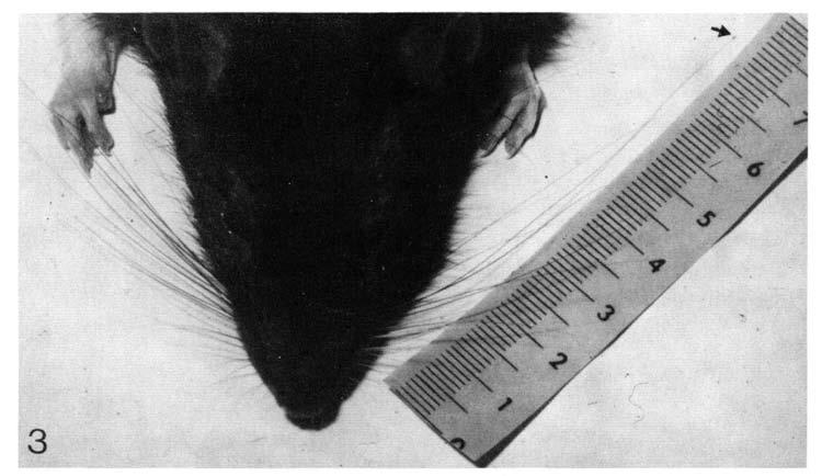 88 C. A. B. JAHODA AND R. F. OLIVER Fig. 3. Giant whisker (arrowed) produced after the method II wounding procedure.