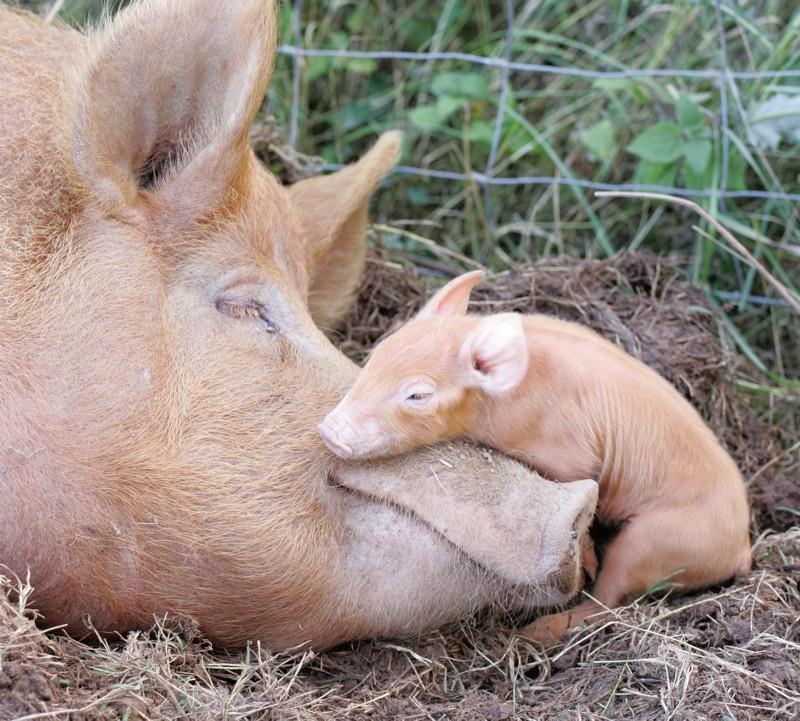 Pigs (Swine) *Genus/Species: Sus scrofa domestica *Baby: Piglet *Young Male: Shoat *Young Female: Gilt