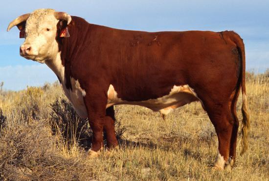 European Cattle (Bovine) *Genus/Species: Bos Taurus *Baby: Calf *Young Male: Bullock *Young Female: