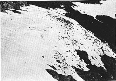 532 SVE C[R G. SEALY [Auk, Vol. 92 Fig. 4. Crested and Least Auklets sitting on the snow along the brow of the northeast slope of Sevuokuk Mountain, 25 June 1967.