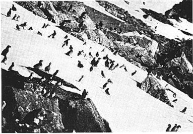 July 19751 Auklet Egg-laying 533 ß -œ..., _,. '-,' Fig. 5. Least and Crested AukleB settled on the rocks (the rock-sitter) and snow (the snow-sit rs) on the northeast slope of Sevuokuk Mountain, 25 June 1967.