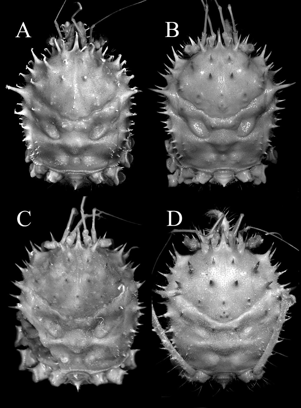 HBS Records for 2011 Part I: Animals 31 Figure 1. Dorsal views of carapaces. A, Yaldwynopsis hawaiiana sp. nov., holotype female (carapace length 44.7 mm, carapace width 35.