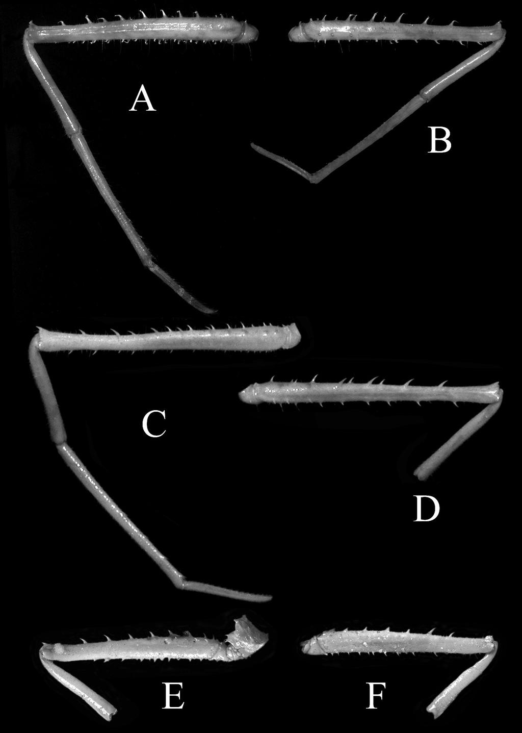 HBS Records for 2011 Part I: Animals 35 Figure 5. Ambulatory legs. A, B, Yaldwynopsis hawaiiana sp. nov., holotype female (carapace length 44.7 mm, carapace width 35.