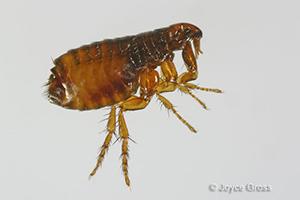 Fleas can also transmit tapeworms and bacterial infections.