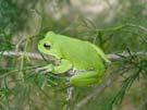 treefrog (Hyla gratiosa) Steady raspy honk Sounds similar to a beagle bark or Canada goose Higher pitch than green frog SVL = 2-3 Late (June, July) Largest of the treefrogs in