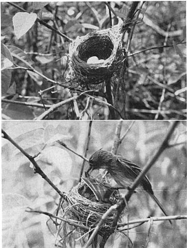 July, 1965 NESTING OF BELTED FLYCATCHER 341 Fig. 2. Above: Nest and eggs of the Belted Flycatcher. Below: Male feeding the female on the nest.