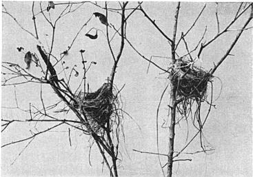 342 THE CONDOR Vol. 67 Fig. 3. Two nests of the Belted Flycatcher. On the days that observations were made, several species of birds approached the nest site.