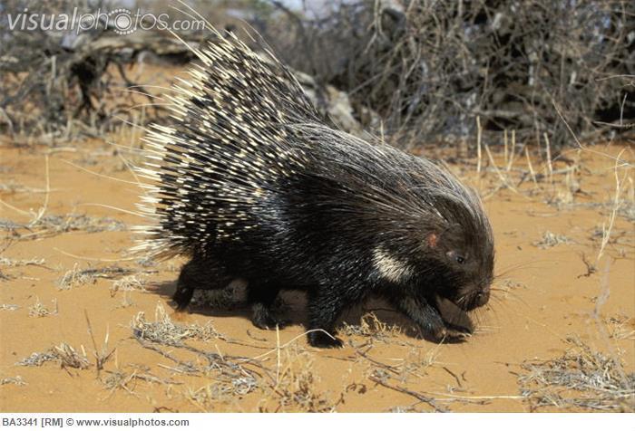 African Crested Porcupine Hystrix cristata Range: Sub-Saharan Africa, North Africa, and Italy Habitat: African crested porcupines are highly adaptable and found in forests, rocky areas, mountains,