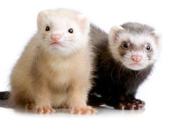 European Ferret Mustela putorius Range: Western and Central Europe Habitat: Forested areas, fields, parks, barns or other man-made shelters European Ferret Diet: Ferrets are carnivorous and will eat