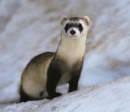 Lifespan: Average of about 5 years in the wild, and about 6 to 10 year in captivity Description: Ferrets are a part of the weasel family and have potent musk glands that release a very strong scent.
