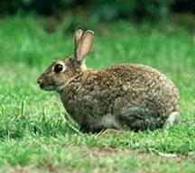 European Rabbit Oryctolagus cuniculus Range: Original range from Spain to Northwest Africa.